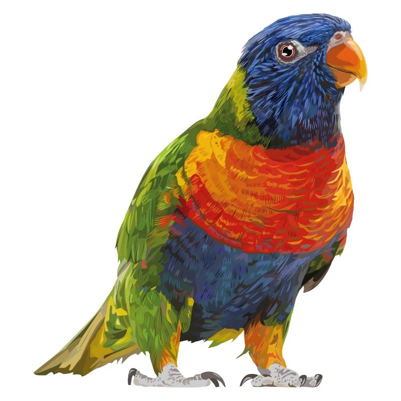 Rainbow lori