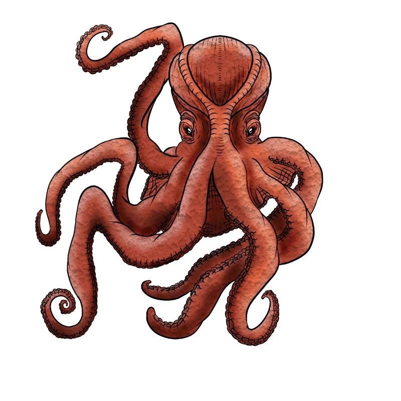 Octopus