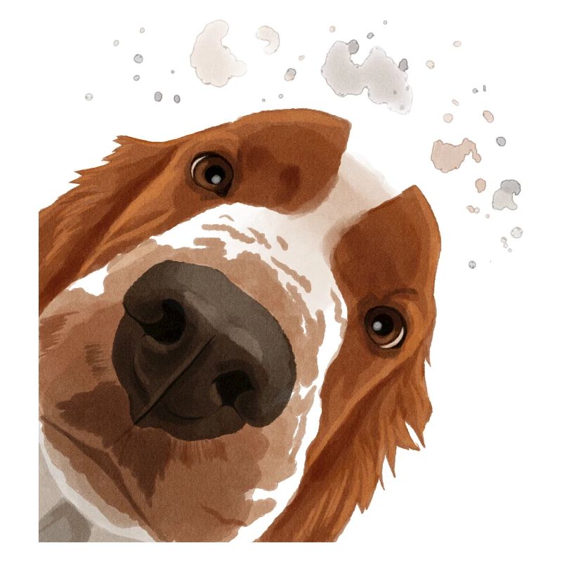 Curious Welsh Springer Spaniel Dog