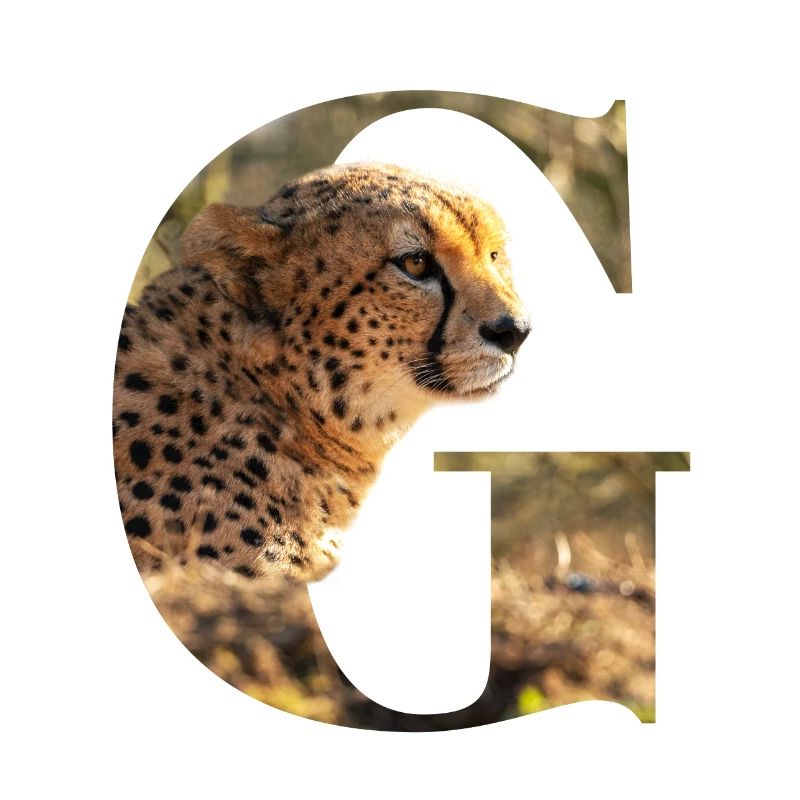 G Geparden Alphabet Tiere