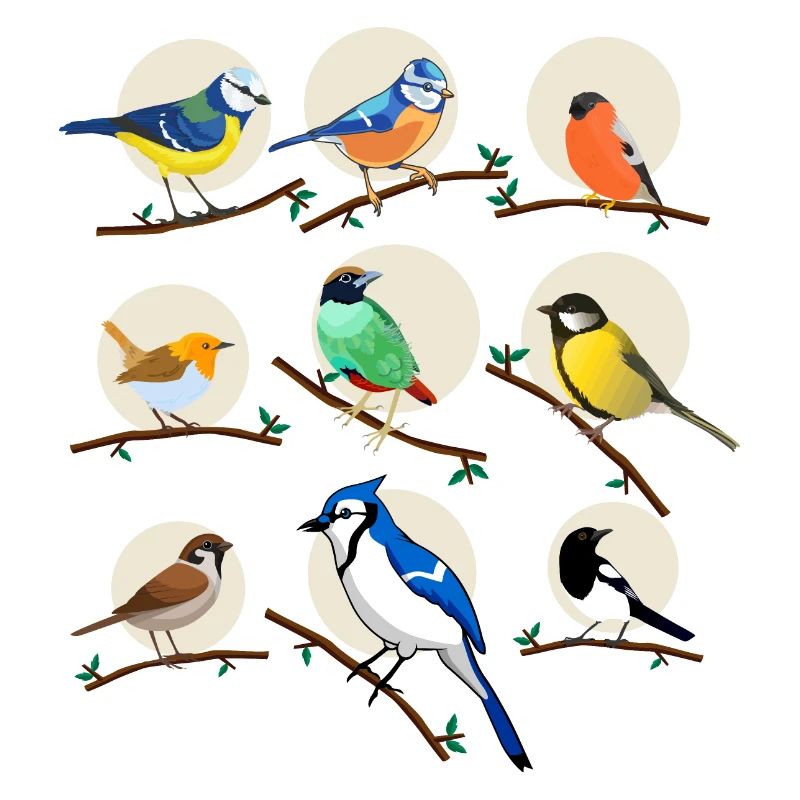 oiseaux, oiseaux, mésanges,