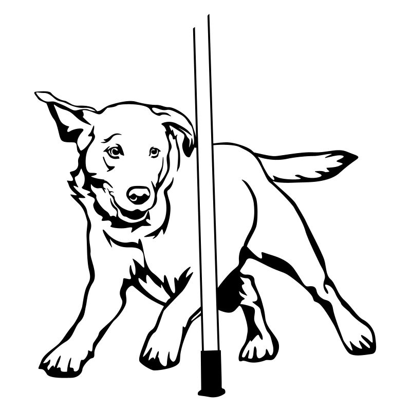 Labrador