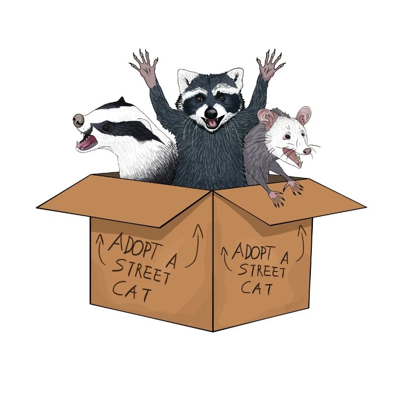 adopte un chat errant