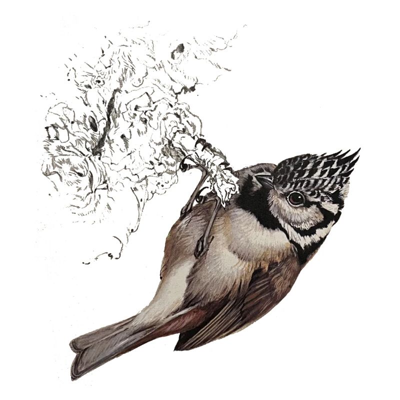 Dessin de mésange huppée