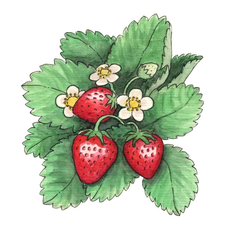 Erdbeeren