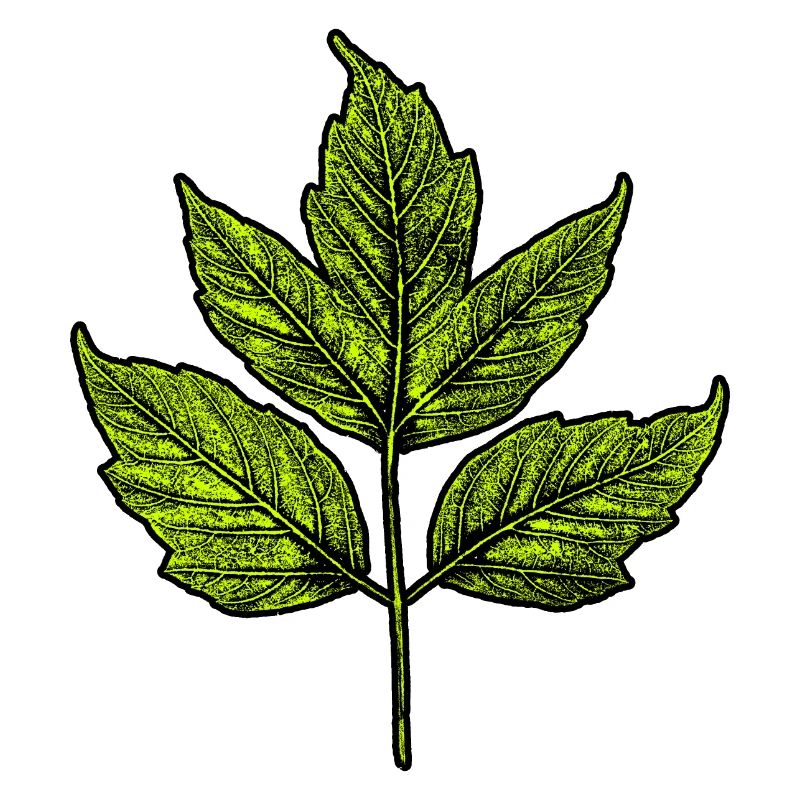 Leaf - Ash Maple
