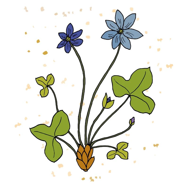 Leberblümchen, Heilpflanze