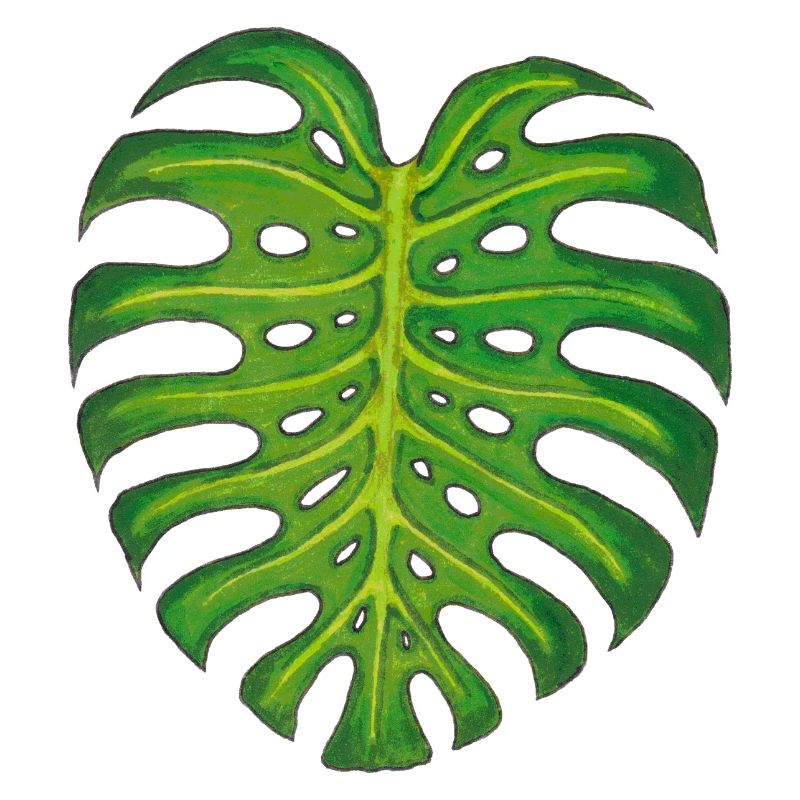 Monstera / Feuille