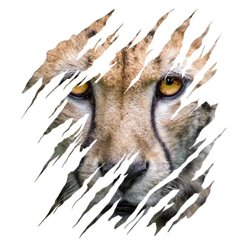Guépard, marques de grattage, griffes, sauvage, gros chat, animal