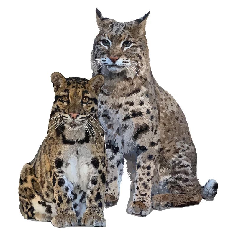 Panthère nébuleuse et lynx