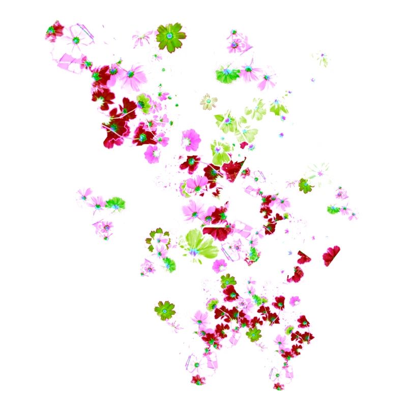 Pré, fleurs, fleurs, fleurs colorées
