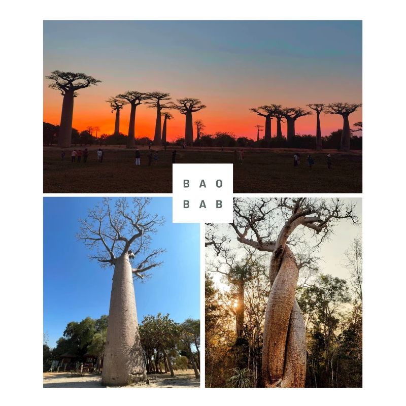 Baobab de Madagascar