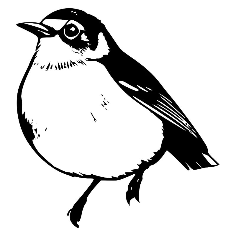 Oiseau Noir Oiseau Noir