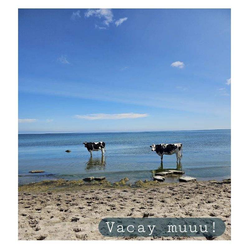 Vacay muuu