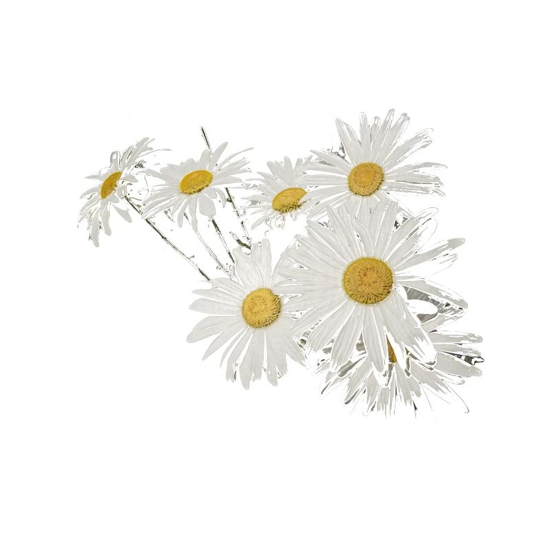 Hintergrund mit Gänseblümchenblumen
