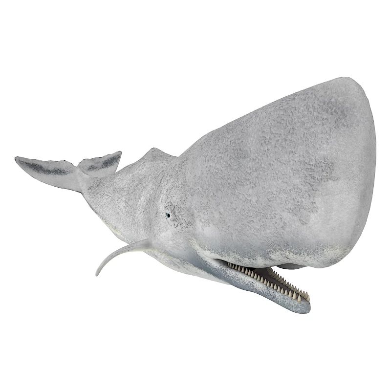 Sperm whale, whale, whale