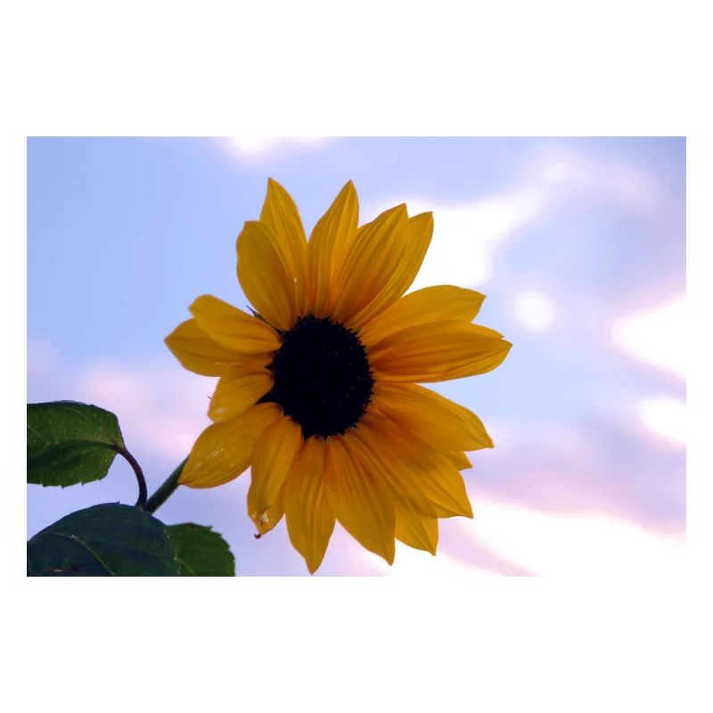 Sonnenblume