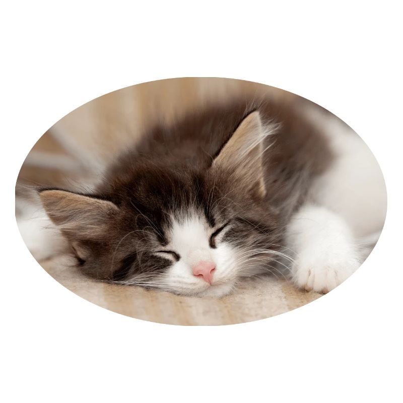 Schlafende Katze