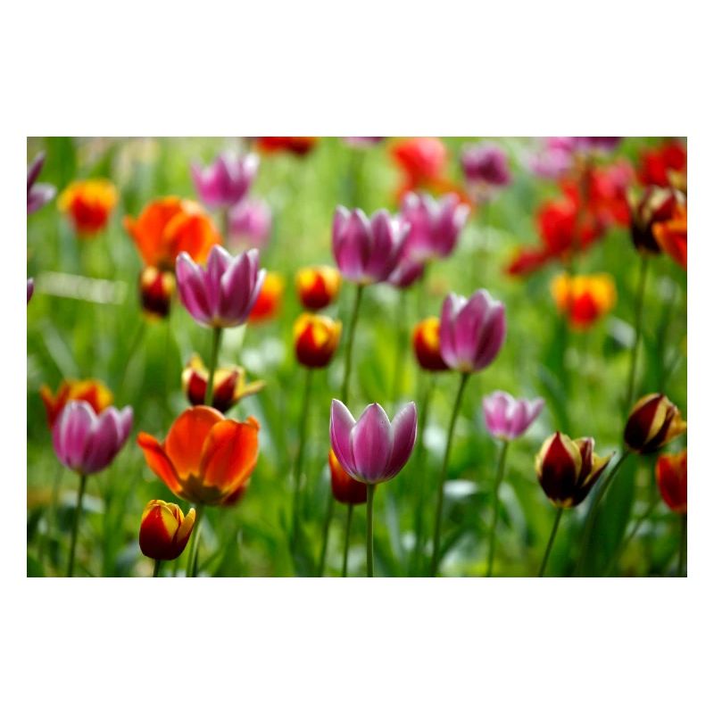 bunte Tulpen