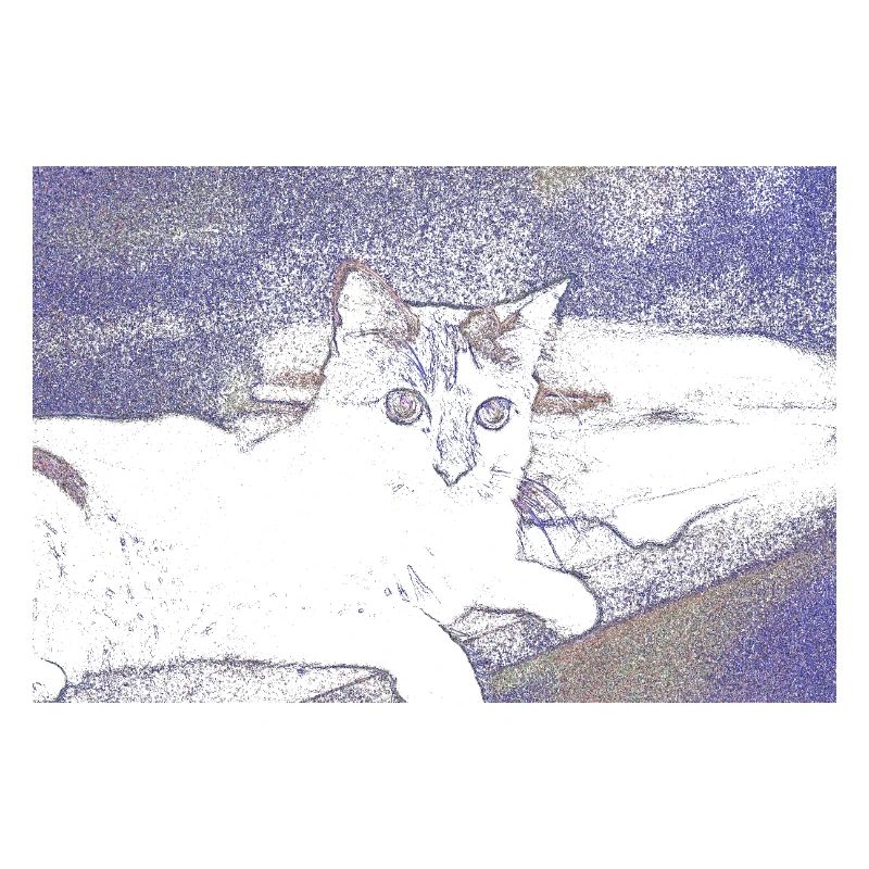 chat chatte animal de compagnie