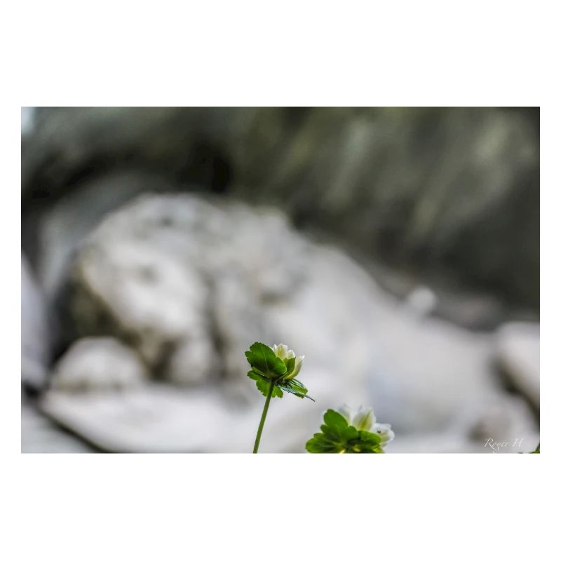 Lion Monument