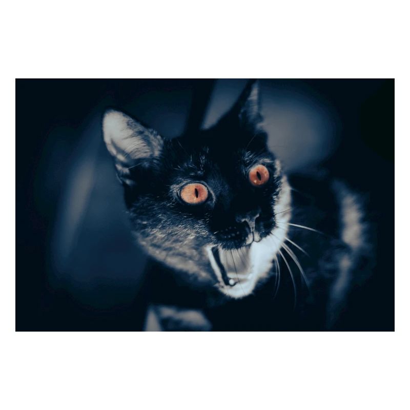 mon drôle de chat