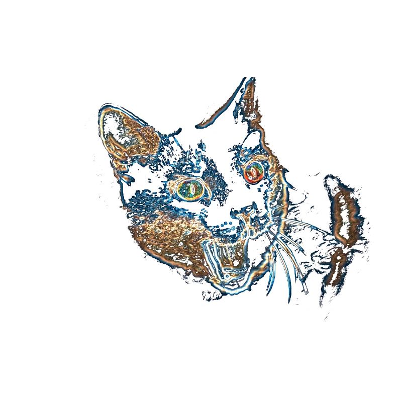 my funny cat