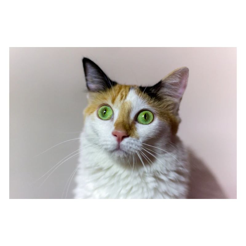 le chat
