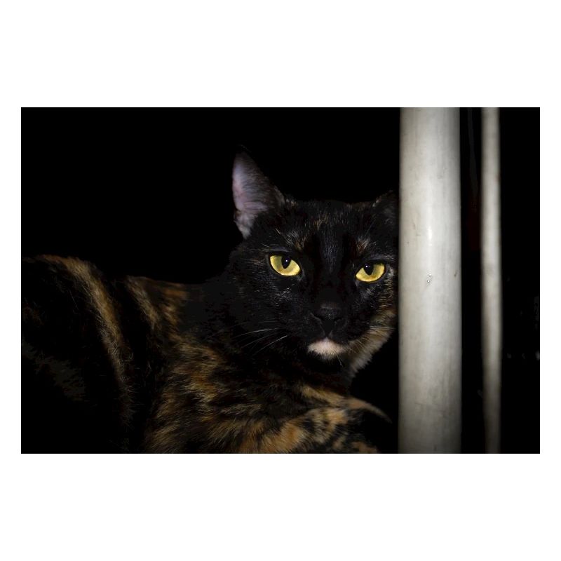 le chat noir