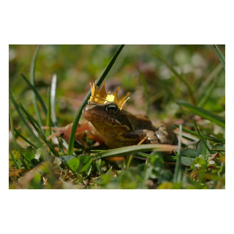 Prince grenouille comme dans un conte de fées