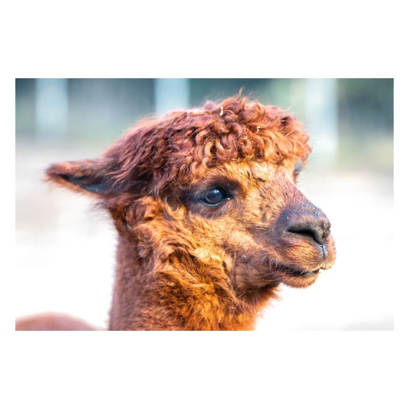 Alpaca (in german Alpaka) Vicugna pacos