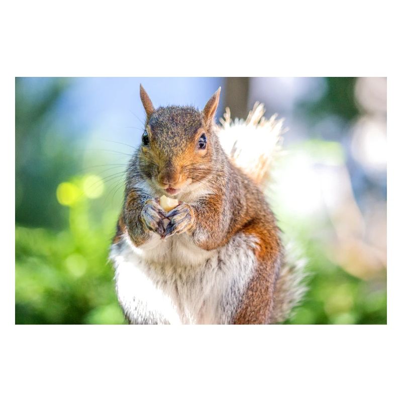 Eating Grey squirrel Grauhörnchen