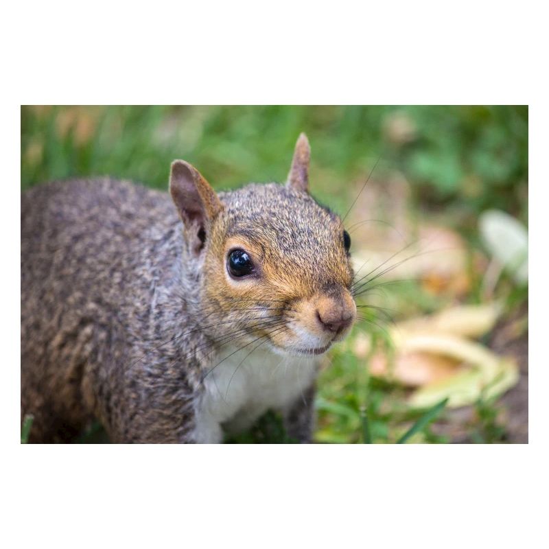 Écureuil gris (en allemand Grauhörnchen) Sciurus