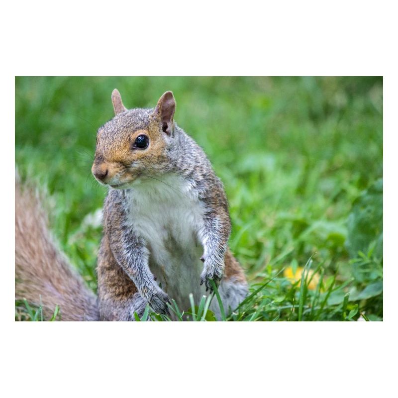 Grauhörnchen Sciurus carolinensis