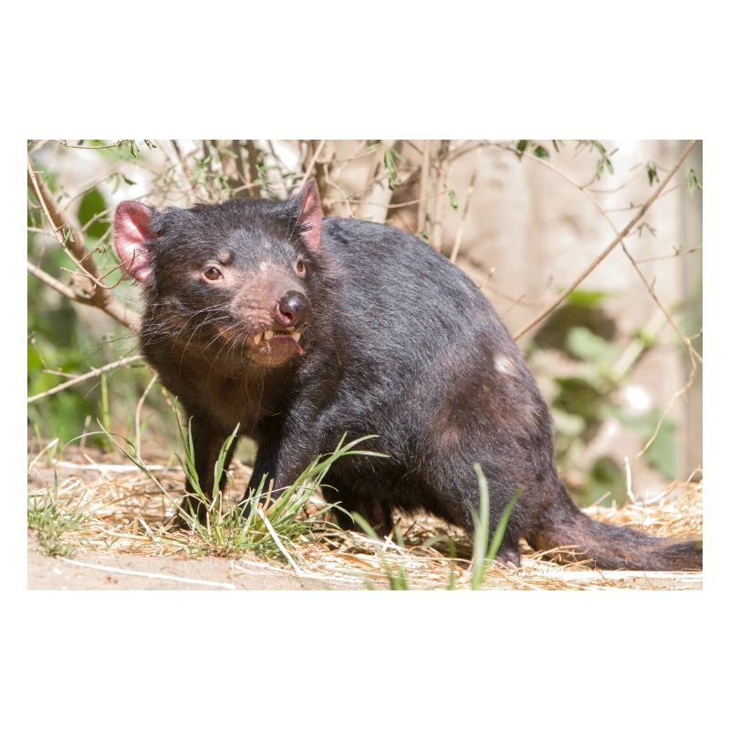 Tasmanian Devil (in german Beutelteufel)