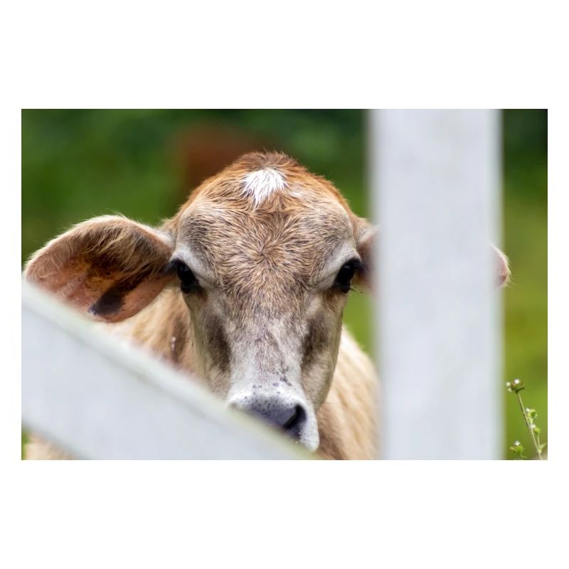 tête de vache
