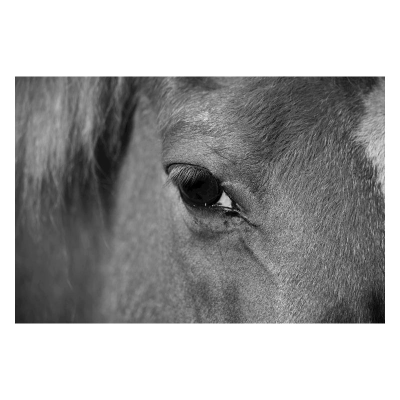 Oeil de cheval