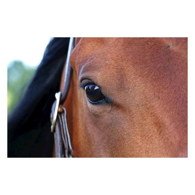 Oeil de cheval