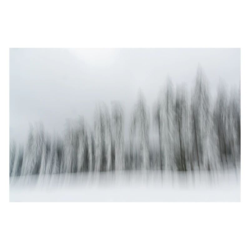 Eine Reihe verschneiter Nadelbäume in einer Winterlandschaft in m