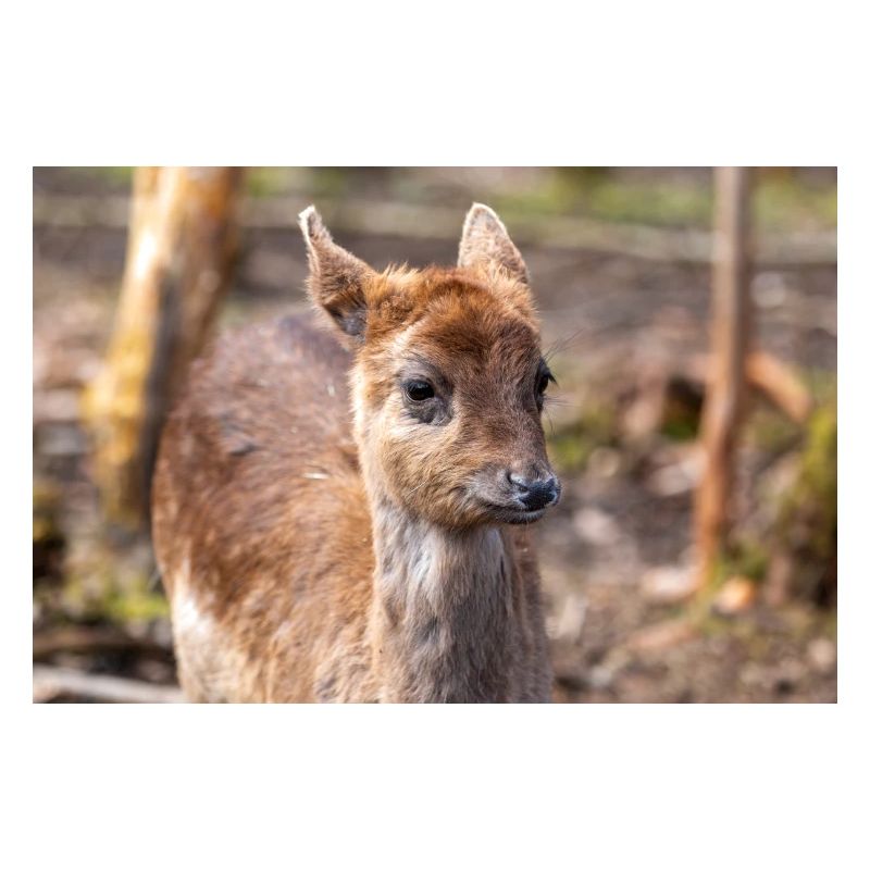 Fallow Deer (in german Damwild or Damhirsch) Dama
