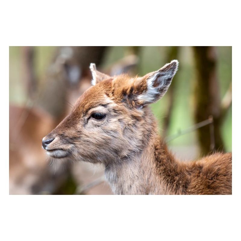 Fallow Deer (in german Damwild or Damhirsch) Dama