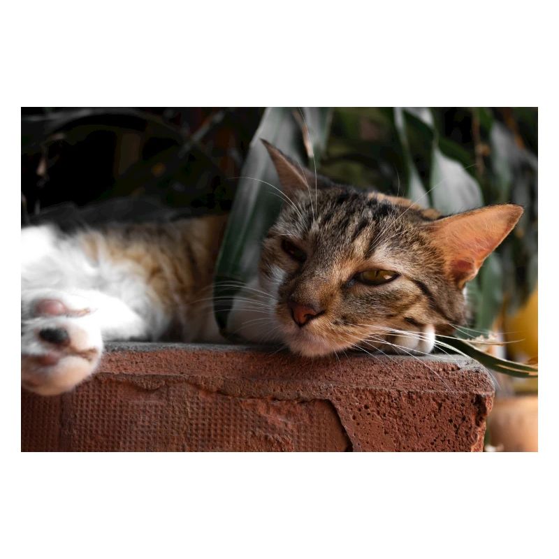 le chat