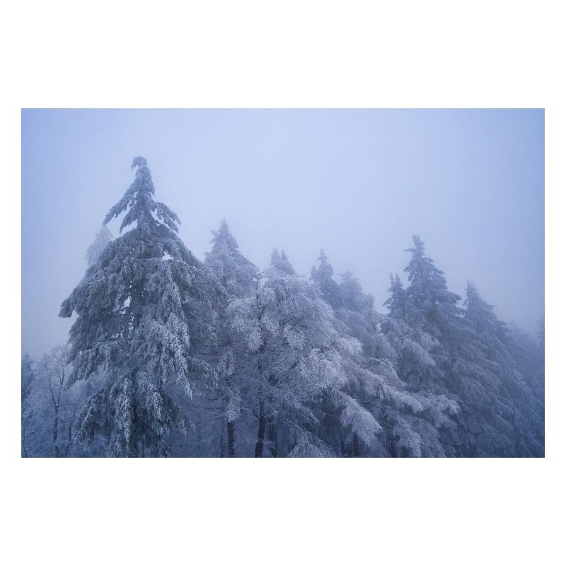 Trees in the snow