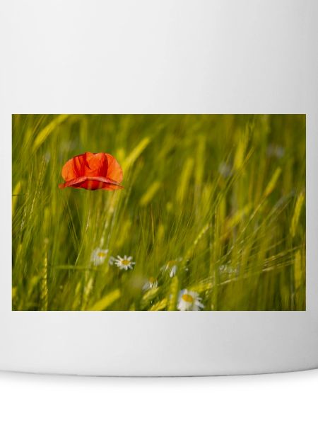 Mohnblume im Kornfeld