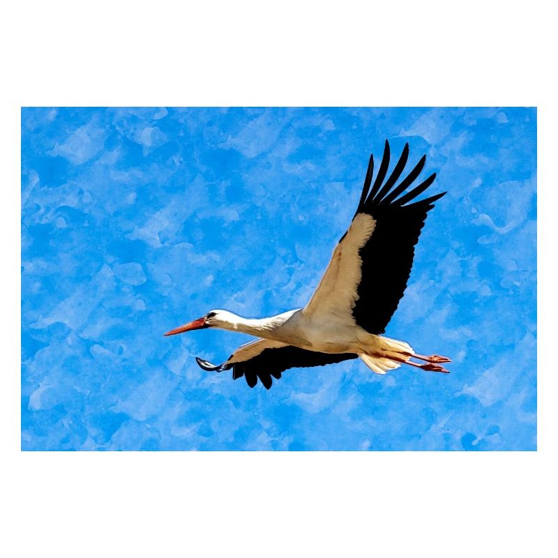 Storch im Flug