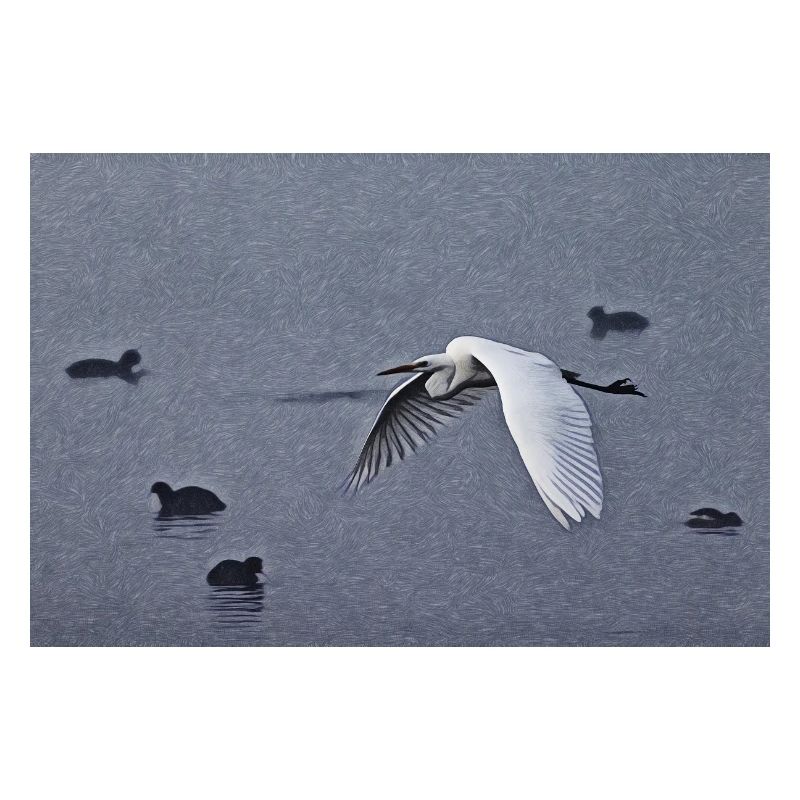 Silberreiher im Flug