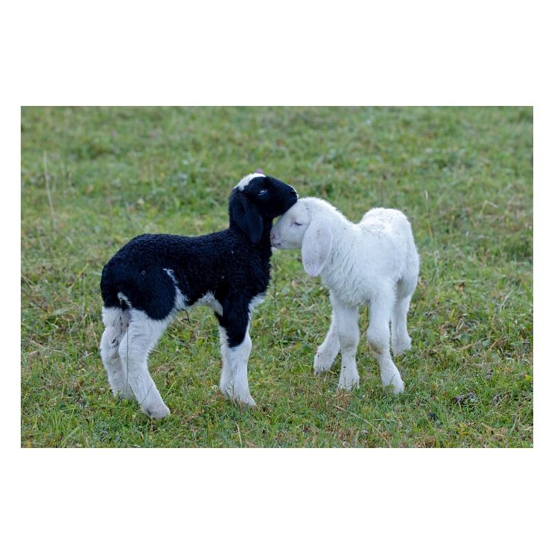 Lambs black and white