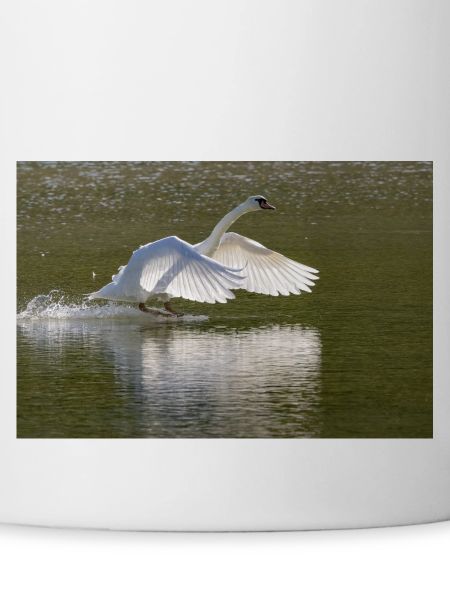 Swan landing