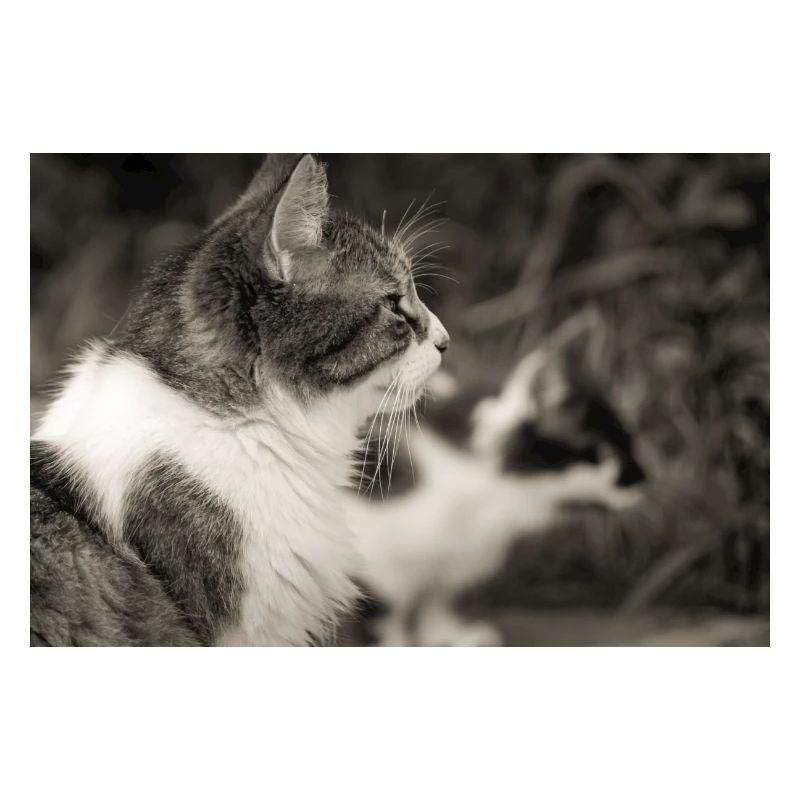 portrait de chats