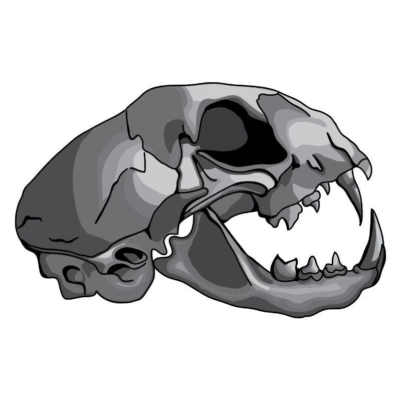 cat skull